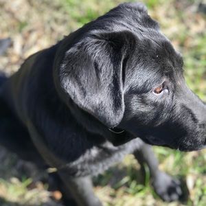 Meet your Posher, Corey